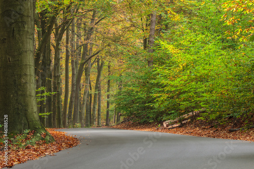 Naklejka nad blat kuchenny Curved autumn road in Dutch national park Veluwe