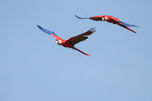 Scarlet Macaws In Flight - 2