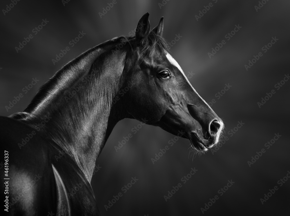 Black and white portrait of arabian stallion - obrazy, fototapety, plakaty 