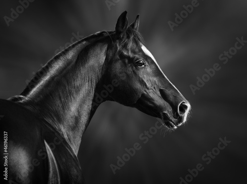 Naklejka na drzwi Black and white portrait of arabian stallion