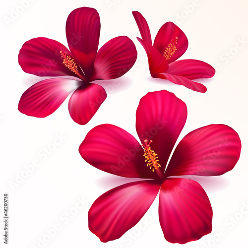 Fototapeta na wymiar Vector red flowers