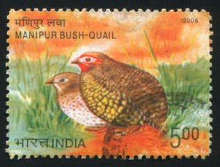 Canvas Print - Manipur Bush Quail