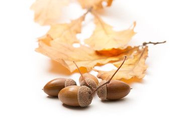 Canvas Print - Fresh acorn with dried leaves