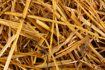 Wall Mural - Golden hay close-up