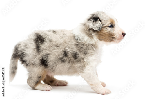 Fototapeta na drzwi i meble Side view of an Australian Shepherd puppy standing