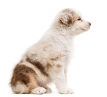 Side View Of An Australian Shepherd Puppy Smiling And Sitting