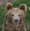 Bear (Ursus arctos)