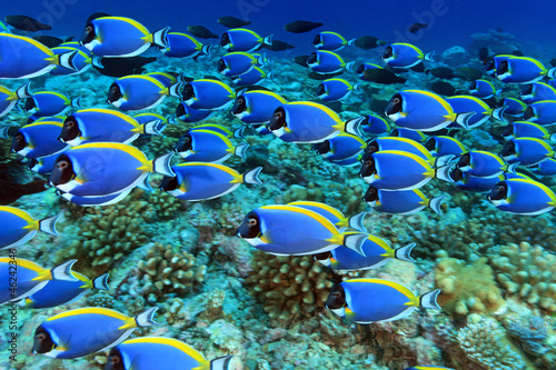 surgeonfish