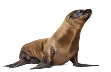 Wall Mural - Young California Sea Lion, Zalophus californianus