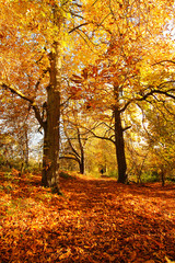 Sticker - Beautiful Autumn in the Park, Scotland