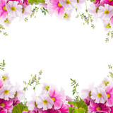 Fototapeta  - A spring primrose is in a bouquet, floral background