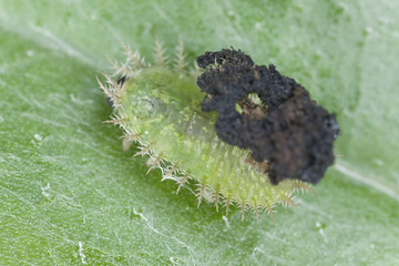 Canvas Print - Green Tortoise Beetle larvae - Cassida viridis