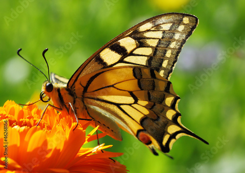 Naklejka na meble Papilio Machaon butterfly sitting on marigold flower