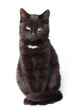 Black Cat Sitting On White Background