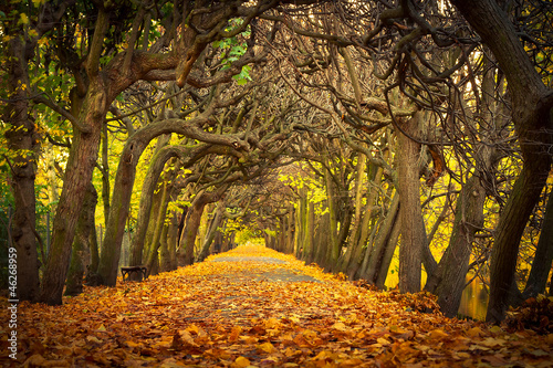 Fototapeta na wymiar Autumnal alley in the park of Gdansk, Poland