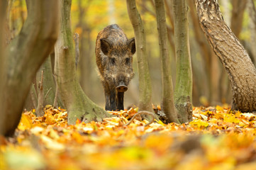 Wall Mural - wild pig