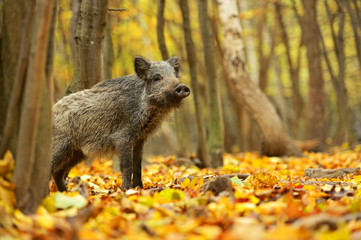 Wall Mural - wild pig