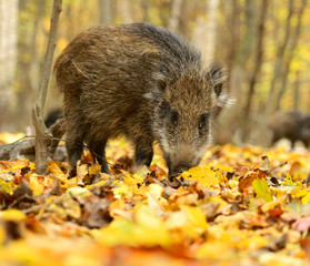Wall Mural - wild pig