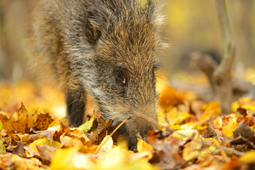 Wall Mural - wild pig