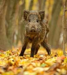 Wall Mural - wild pig