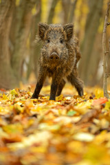 Wall Mural - wild pig