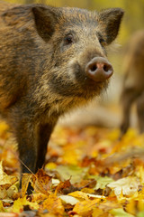 Canvas Print - Wild pig