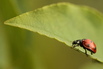 ladybug on leaf