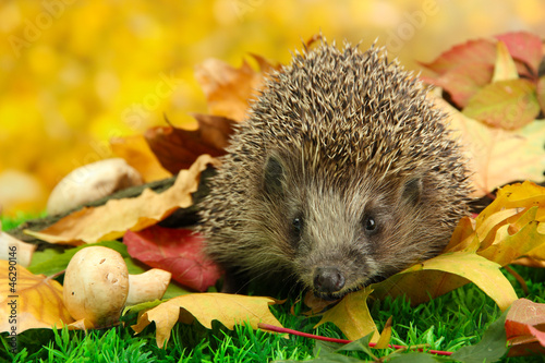 Fototapeta na wymiar Hedgehog on autumn leaves in forest