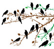 vector birds on branches