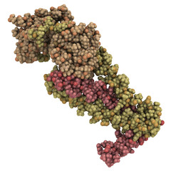 Canvas Print - cardiac troponin core domain, chemical structure.