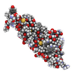 Wall Mural - Transforming growth factor beta (TGFB) molecule, chemical struct