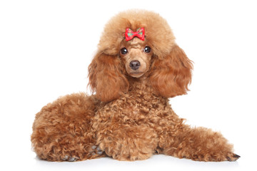 Poster - Toy poodle puppy on a white background