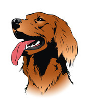 Irish Setter Dog - Vector Illustration