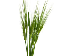 Green Ears Of Wheat Isolated