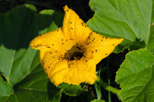 Yellow Pumpkin Bloom Little Bugs