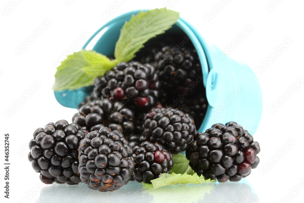 beautiful blackberries with leaves in bucket isolated on white
