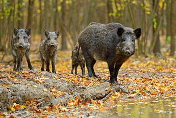Wall Mural - wild pig