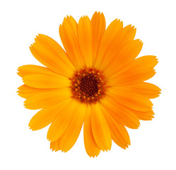 Fotomurales - Decorative daisy bright orange color