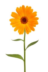 Fotomurales - Orange daisy with long stem