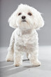 Cute white young maltese dog. Studio shot.