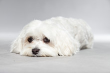 Cute White Young Maltese Dog. Studio Shot.