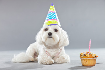 Funny maltese birthday dog with cake and hat. Studio shot.