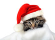 © vladischern - Christmas kitten in Santa stocking hat
