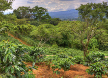 Coffee Plantation