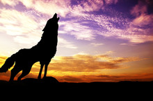Wolf Howling At The Sunset