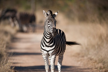 Plains Zebra (Equus Quagga) Profile View