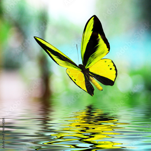 Tapeta ścienna na wymiar Butterfly 15