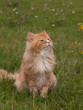 kot Norweski Leśny