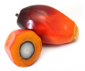 Oil palm fruit