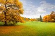 Panorama. Lonely beautiful autumn tree. Autumn.